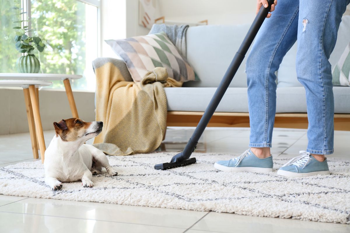 A person vacuums a rug while a small dog lays on it, looking up at the vacuum. The scene showcases the best carpet for pets and high traffic, with a sofa, cushions, and a window with greenery outside in the background.