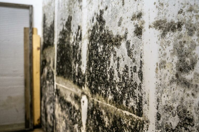 A wall covered in large patches of dark mold, with some wooden boards leaning against it, highlights the urgent need for reliable Restoration Services.