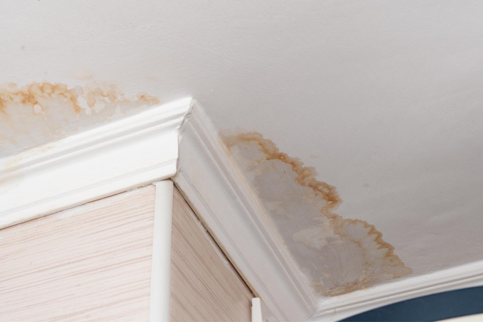 Ceiling with brown water stains indicating a leak, visible at the corner where the ceiling meets the wall and crown molding, suggesting a need for water mitigation.