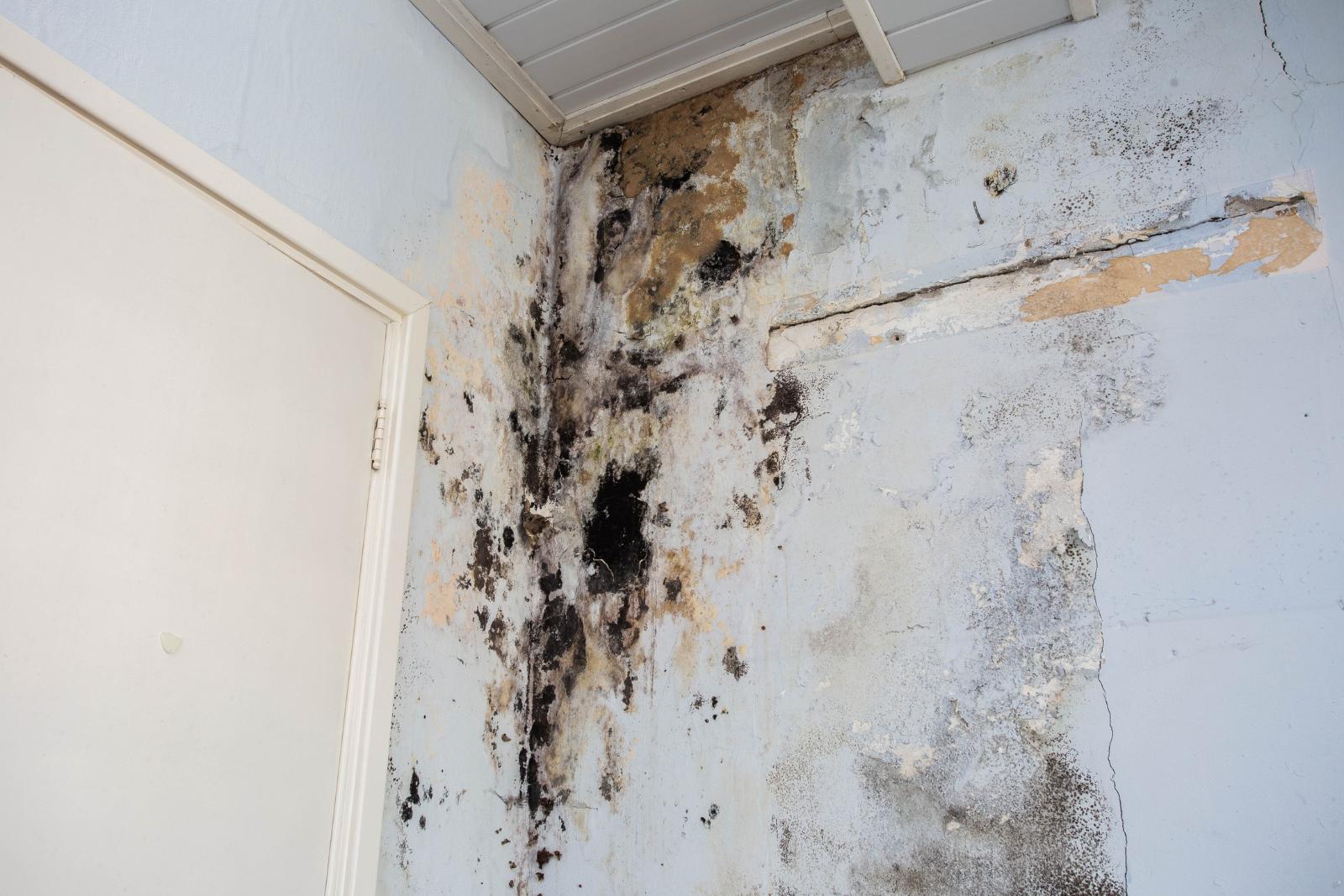 A wall inside a building with significant mold and water damage near a door, showing black spots and peeling paint, indicative of urgent need for water mitigation. The ceiling is also partially affected by the damage.